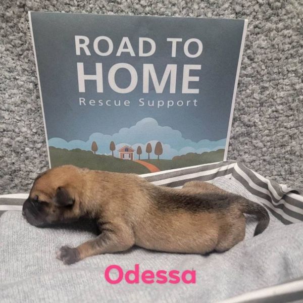 Odessa 