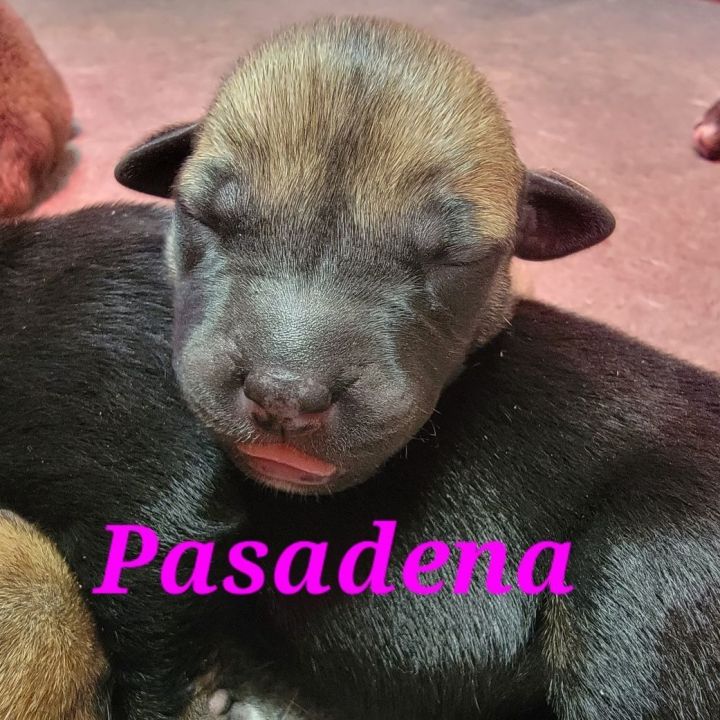 Pasadena , an adoptable Black Mouth Cur Mix in Milford, PA_image-3