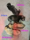 Frisco