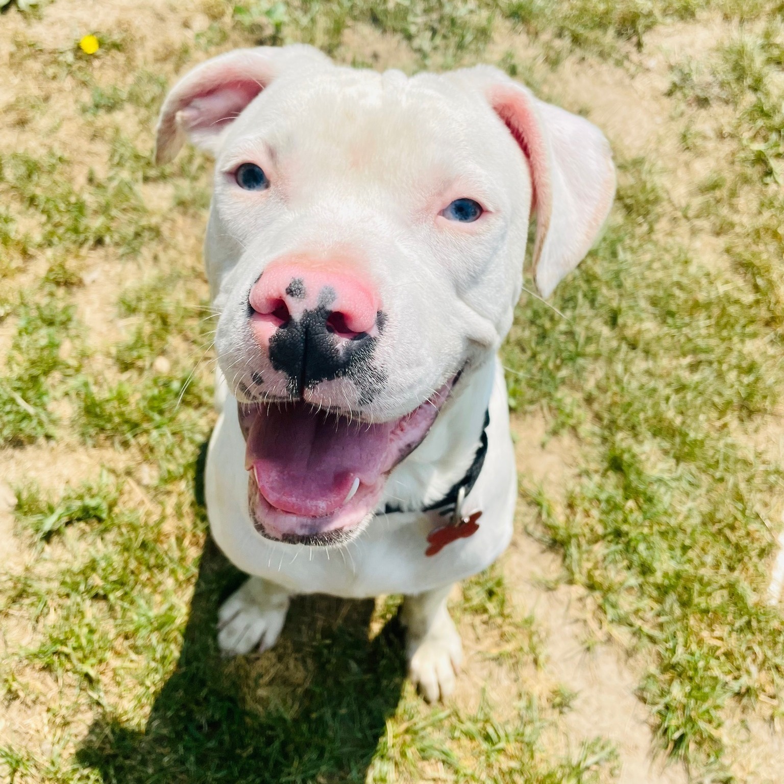 Dog for adoption - Zooley, an American Bulldog Mix in Valparaiso, IN ...