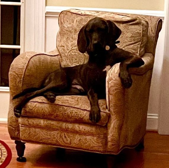 Barney (courtesy post)