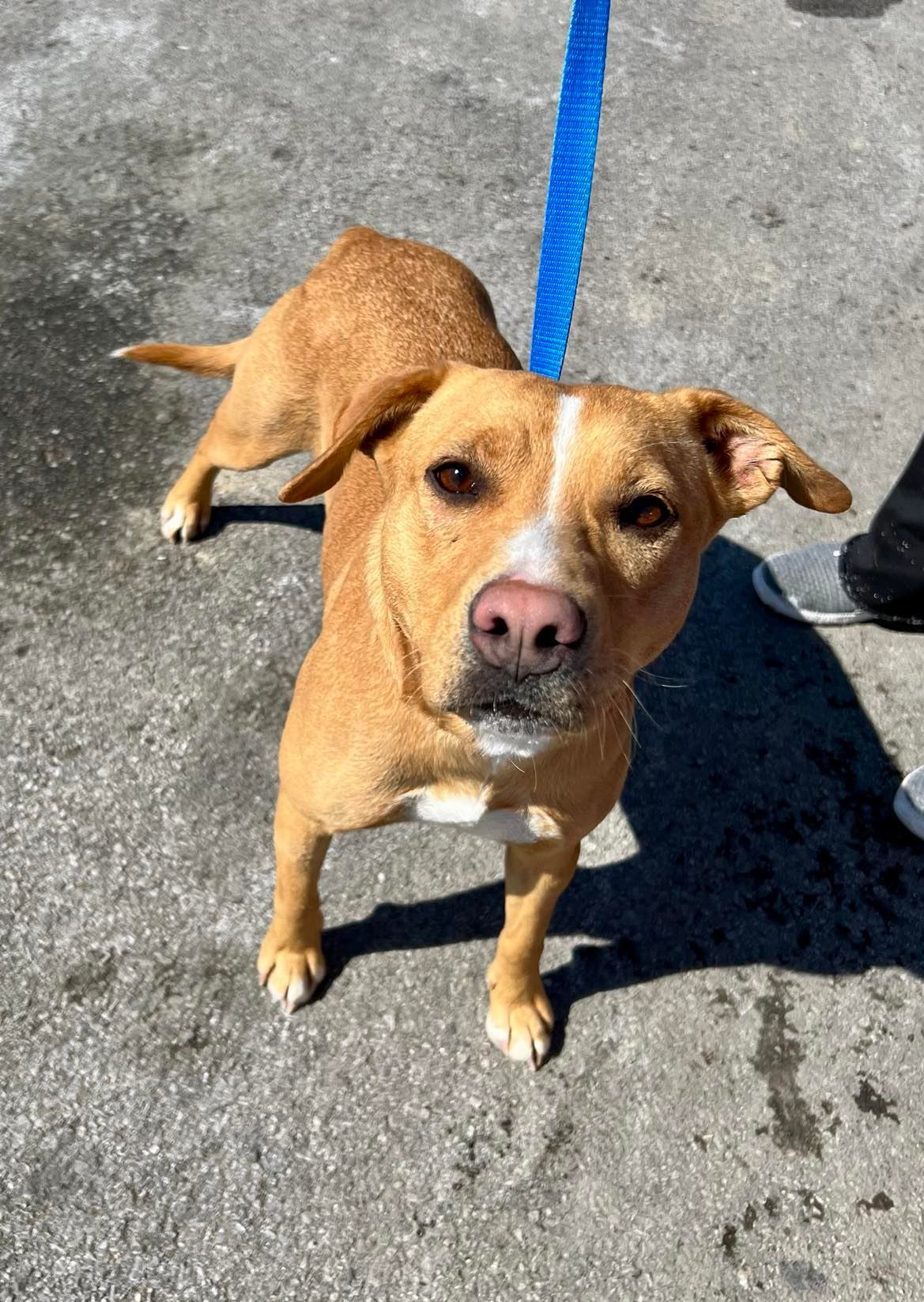 Callie, an adoptable Terrier in Kansas City, MO, 64133 | Photo Image 1