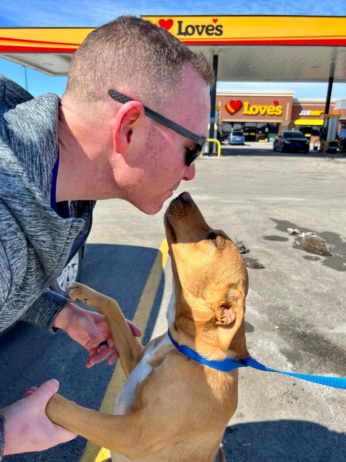 Callie, an adoptable Terrier in Lee's Summit, MO, 64063 | Photo Image 2