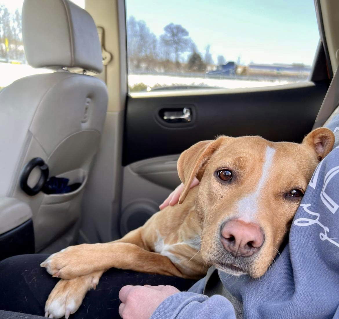 Callie, an adoptable Terrier in Kansas City, MO, 64133 | Photo Image 3