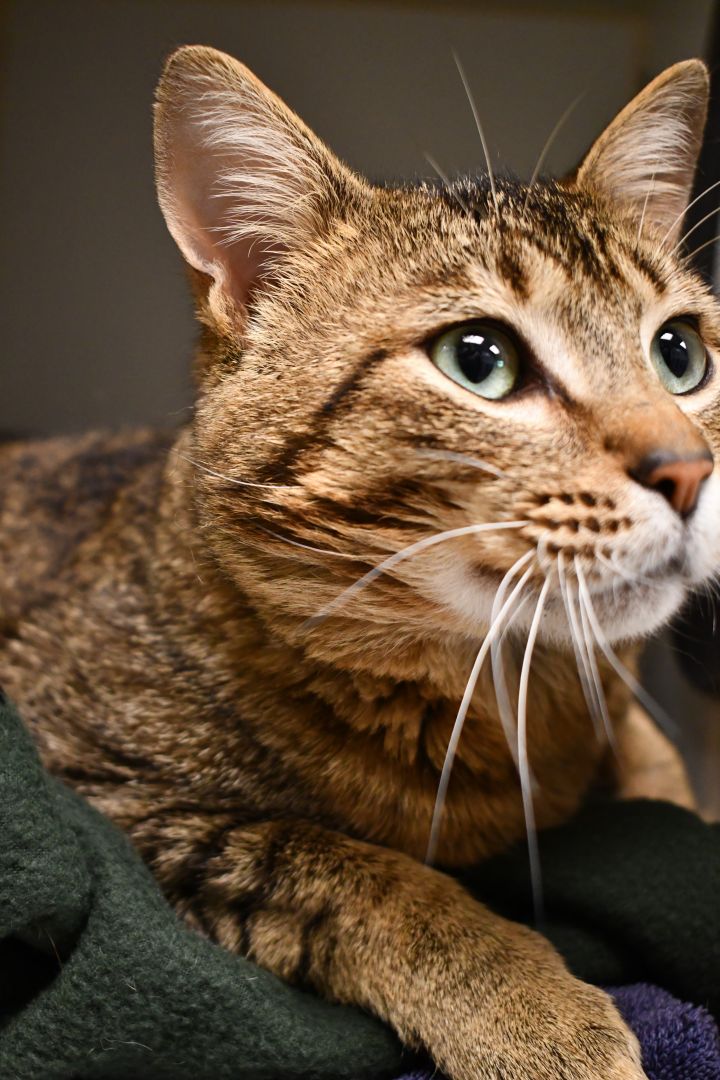Ernie, an adoptable Domestic Short Hair Mix in Bellingham, WA_image-5