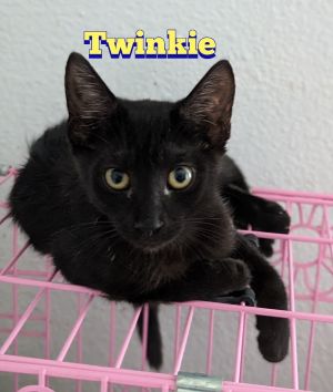 Twinkie is Panteras sister he is curious and growing accustomed to humans as you can see they can b