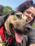 Chloe , an adoptable German Shepherd Dog Mix in Medford, NY_image-3
