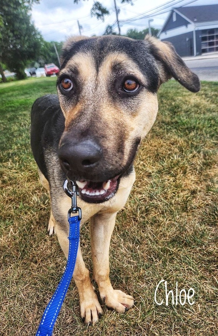 Chloe , an adoptable German Shepherd Dog Mix in Medford, NY_image-4