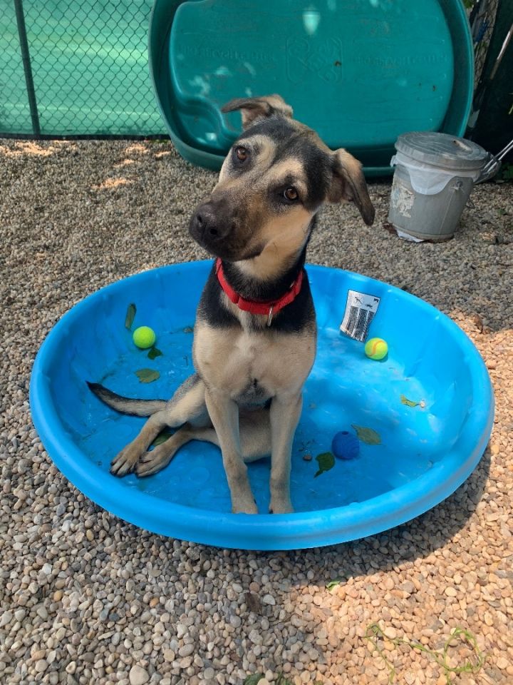 Chloe , an adoptable German Shepherd Dog Mix in Medford, NY_image-6