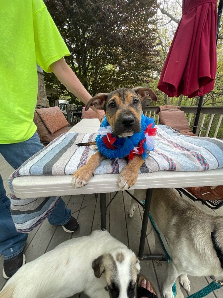 Jordy (EVENT SATURDAY- Pet Supplies Plus 1-3-  5348 Dixie Hwy Waterford, MI 48329 3