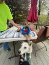 Jordy (EVENT SATURDAY- Pet Supplies Plus 1-3-  5348 Dixie Hwy Waterford, MI 48329