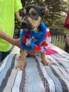 Jase  (EVENT SATURDAY- Pet Supplies Plus 1-3-  5348 Dixie Hwy Waterford, MI 48329