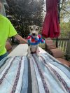Jacko   (EVENT SATURDAY- Pet Supplies Plus 1-3-  5348 Dixie Hwy Waterford, MI 48329