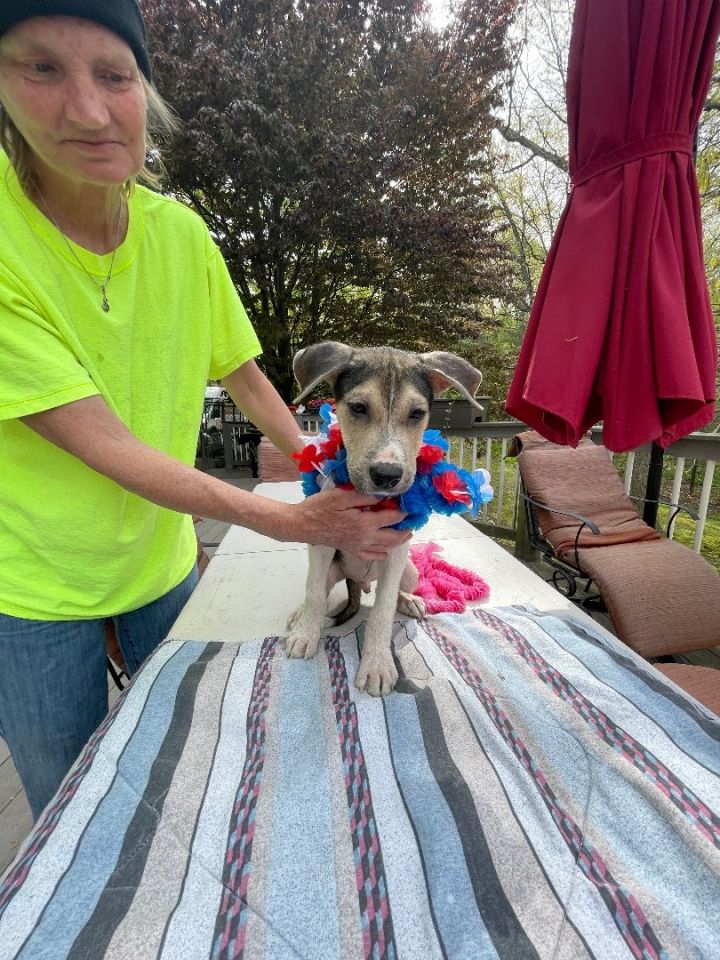 Jacko  (EVENT SATURDAY- Pet Supplies Plus 1-3-  5348 Dixie Hwy Waterford, MI 48329 4