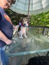 Jacko   (EVENT SATURDAY- Pet Supplies Plus 1-3-  5348 Dixie Hwy Waterford, MI 48329