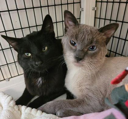 Ellowyn, an adoptable Domestic Short Hair in Denver, CO, 80204 | Photo Image 1