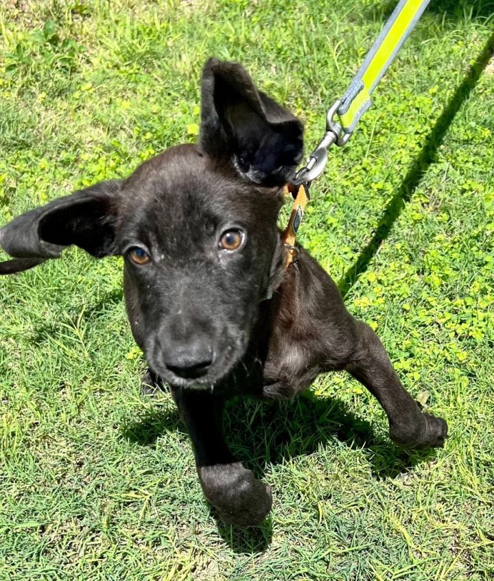 Melody, an adoptable Black Labrador Retriever in Uvalde, TX_image-5