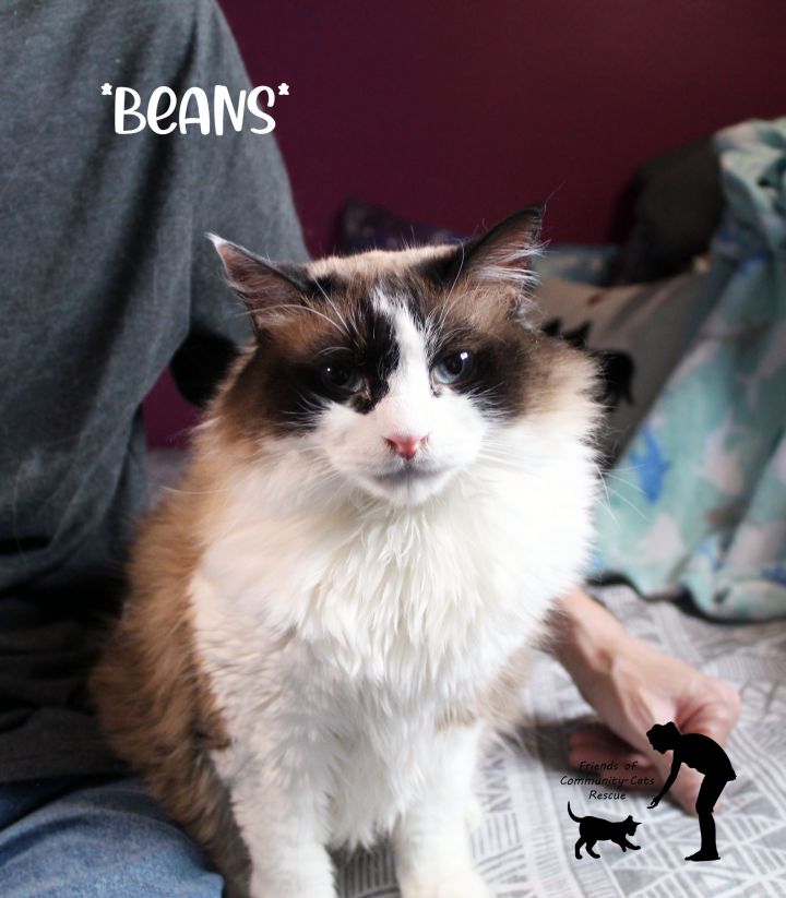Beans, an adoptable Domestic Long Hair in Centerville, UT_image-1