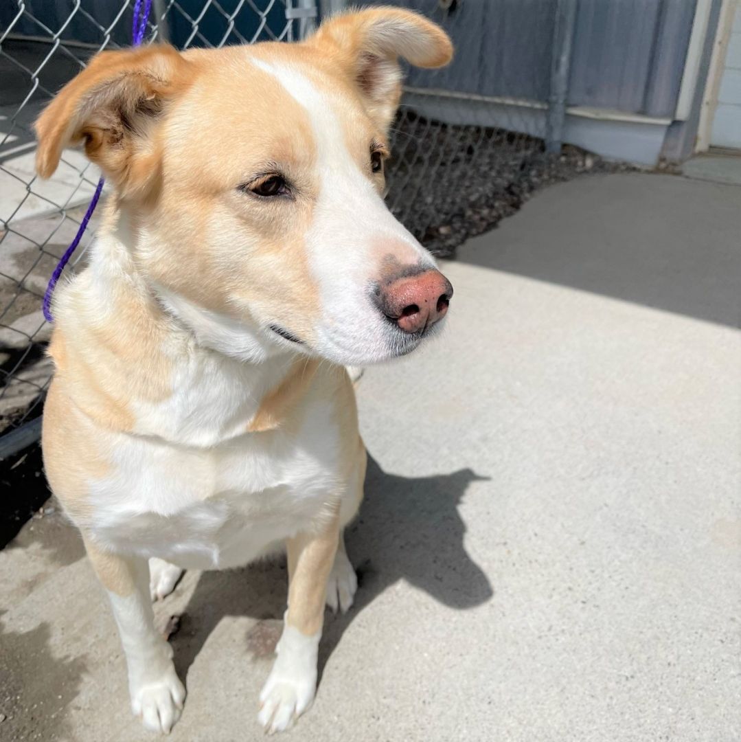 Dog for adoption 52691602, a Shepherd & Retriever Mix in Elko, NV