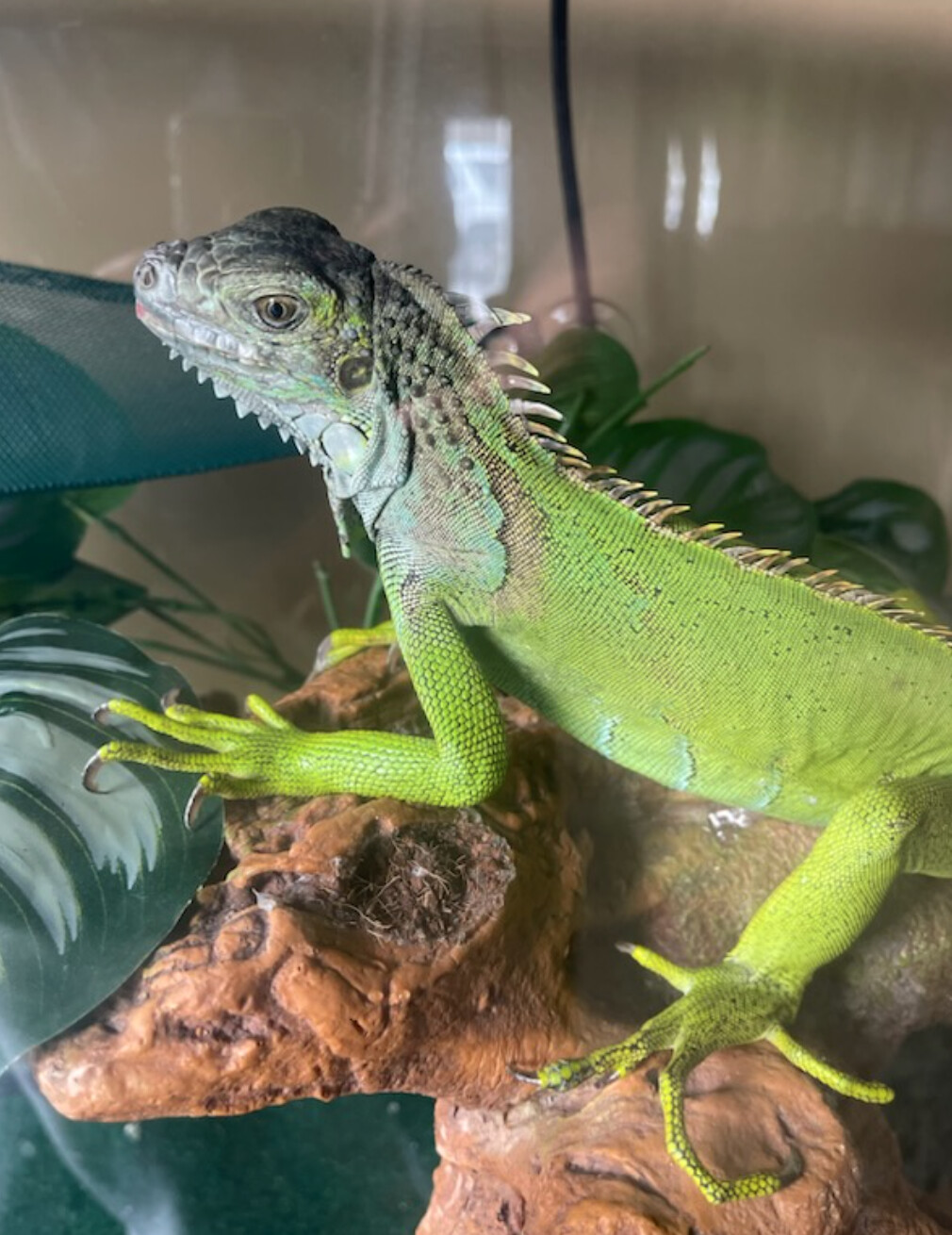 Reptile for adoption - Kiri, an Iguana in Waynesburg, PA | Petfinder