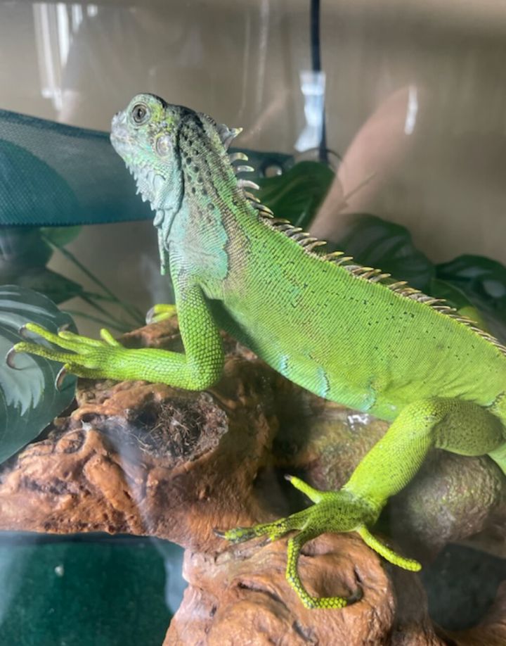 Kiri, an adoptable Iguana in Waynesburg, PA_image-2
