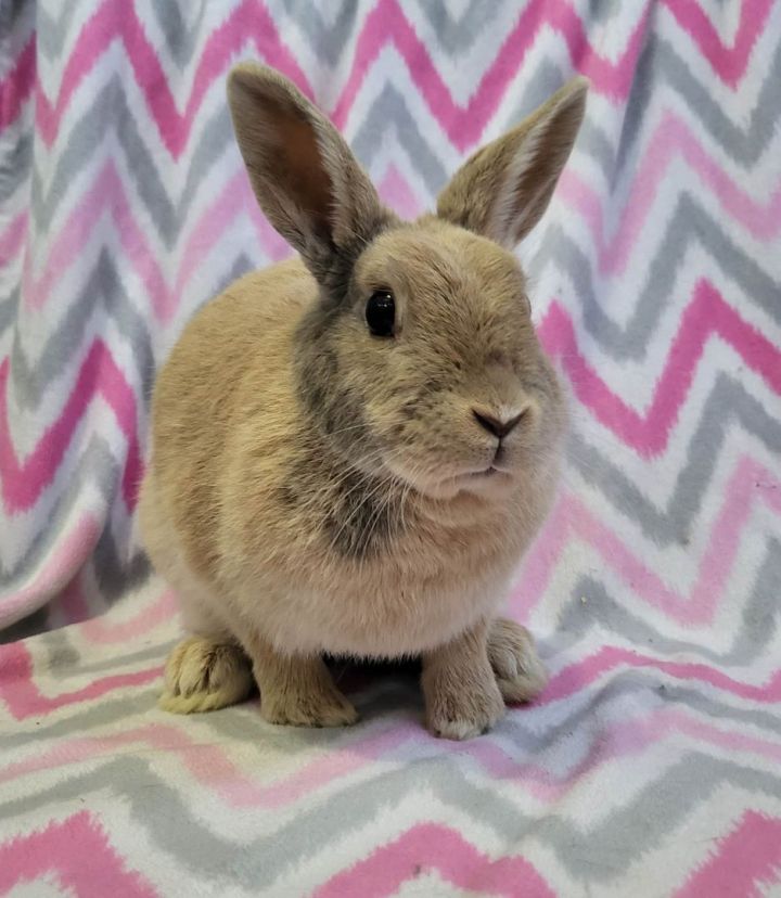 Butterscotch , an adoptable Bunny Rabbit & Dwarf Mix in Wilkes-Barre, PA_image-1