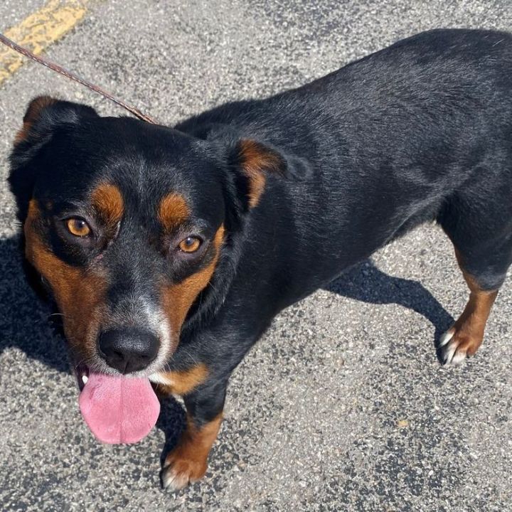 Rottweiler aussie mix for hot sale sale