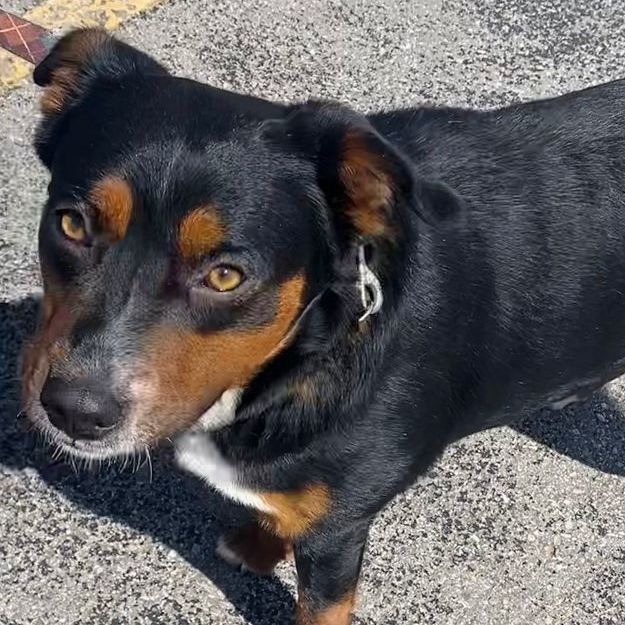 Rottweiler mixed store with australian shepherd