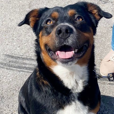 Rottweiler shepherd sale mix