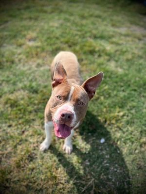 Dog for adoption - Smiley, a Pit Bull Terrier Mix in Fort Worth, TX |  Petfinder