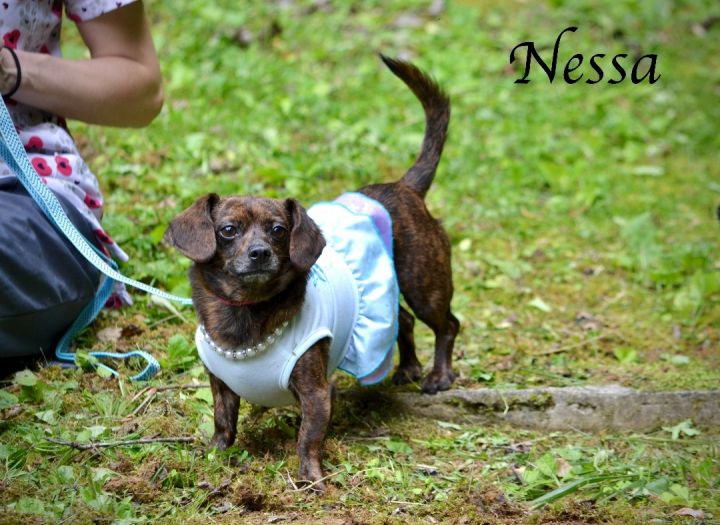 Nessa, an adopted Dachshund Mix in Sevierville, TN_image-1