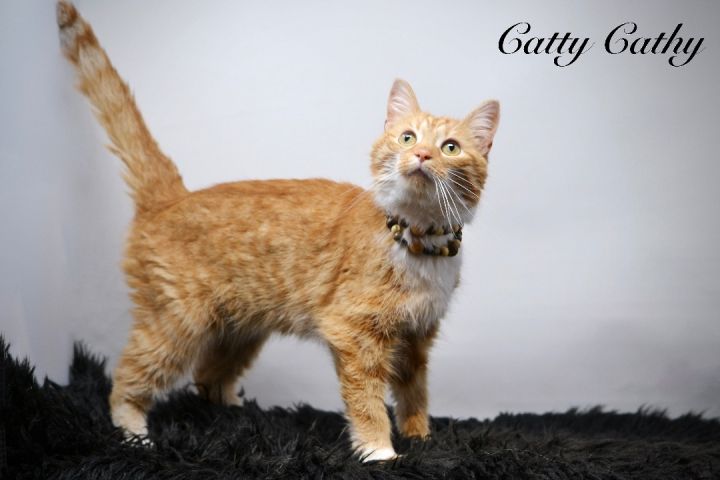 Catty Cathy , an adoptable Tabby in Sevierville, TN_image-1