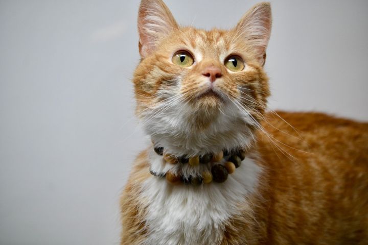 Catty Cathy , an adoptable Tabby in Sevierville, TN_image-3