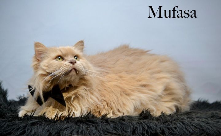 Mufasa 1