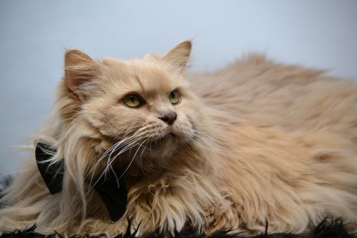 Mufasa, an adopted Domestic Long Hair in Sevierville, TN_image-2
