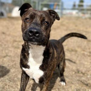 -Personality Dr Pepper is an amazing dog who is loyal and loving to his people