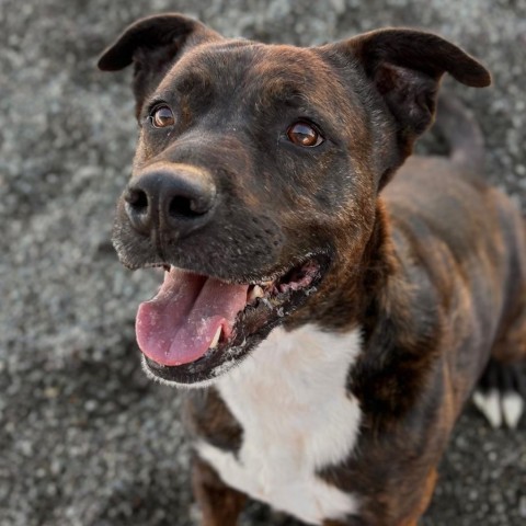 Dr. Pepper, an adoptable Mixed Breed in Spokane, WA, 99217 | Photo Image 1