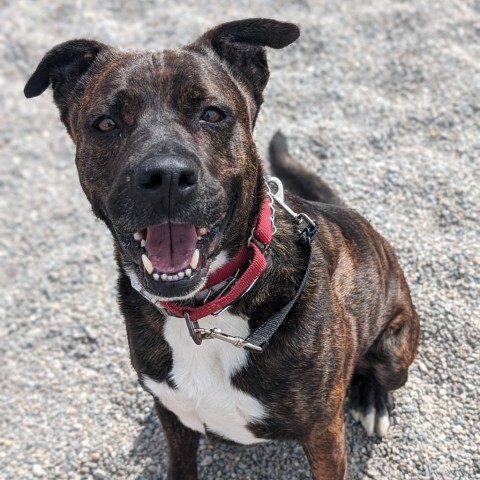 Dr. Pepper, an adoptable Mixed Breed in Spokane, WA, 99217 | Photo Image 2