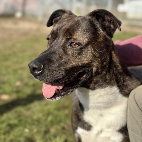 Dr. Pepper, an adoptable Mixed Breed in Spokane, WA, 99217 | Photo Image 3