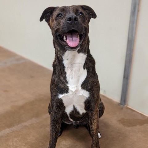 Dr. Pepper, an adoptable Mixed Breed in Spokane, WA, 99217 | Photo Image 4