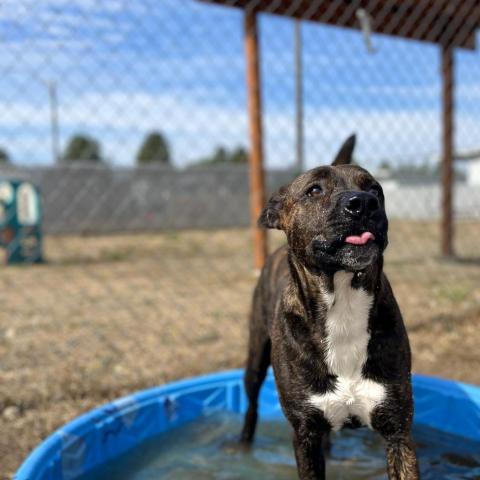 Dr. Pepper, an adoptable Mixed Breed in Spokane, WA, 99217 | Photo Image 5