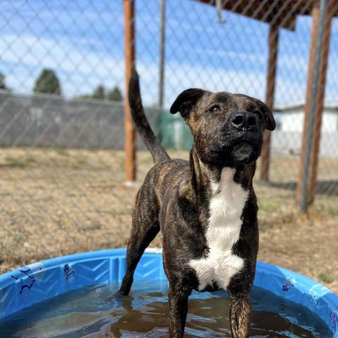 Dr. Pepper, an adoptable Mixed Breed in Spokane, WA, 99217 | Photo Image 6