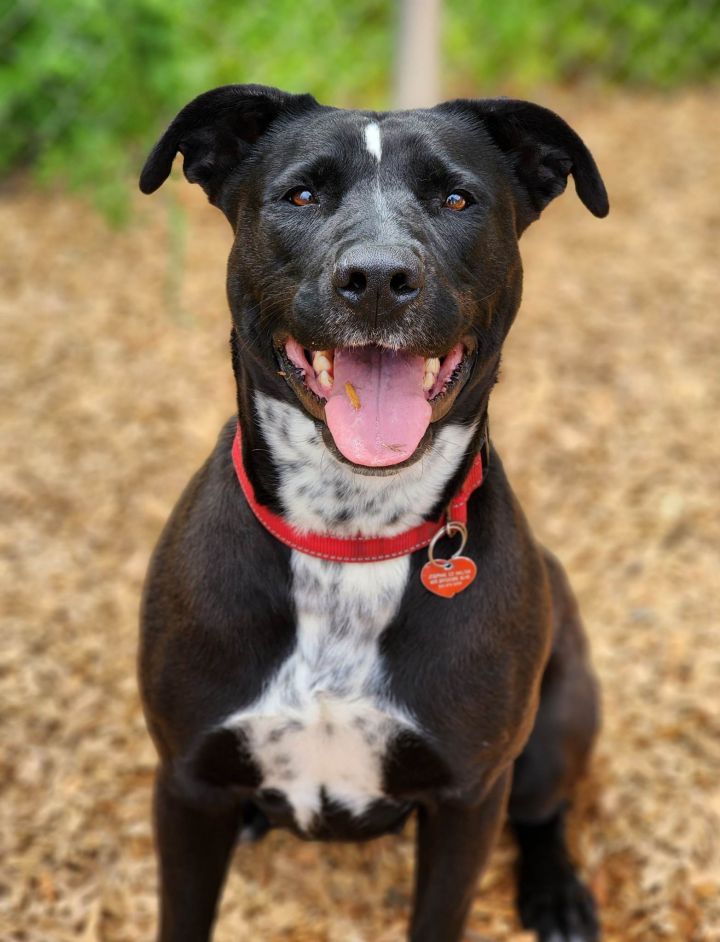 Lucy, an adoptable Black Labrador Retriever Mix in Grants Pass, OR_image-1
