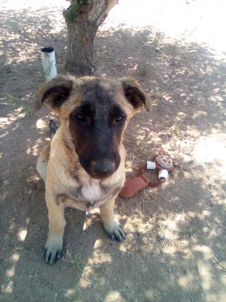 Basil - of Belgian Malinois family - ** 1