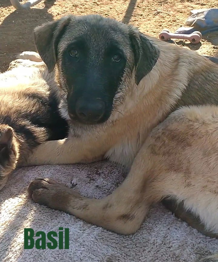 Basil - of Belgian Malinois family - ** 2