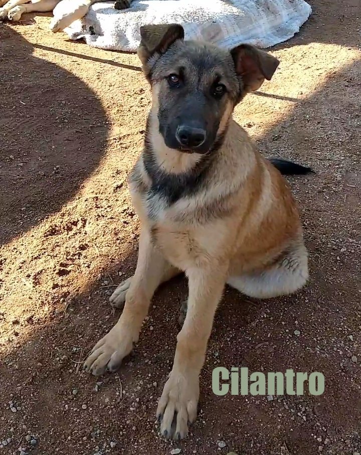 Cilantro - of Belgian Malinois x pups
