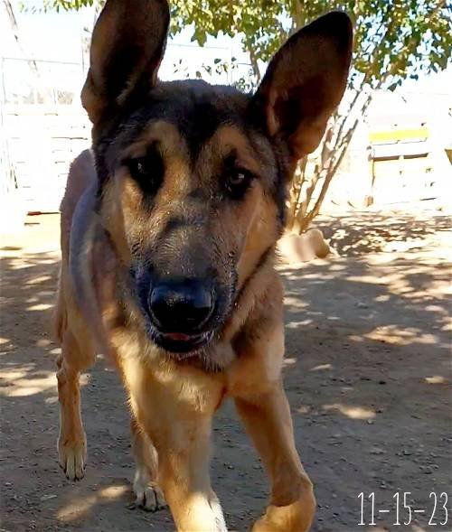 Conheça o Pastor de Kangal