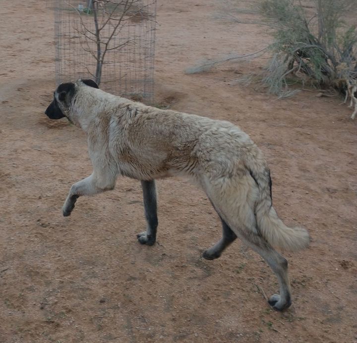 Paprika - of the Belgian Malinois x family 3