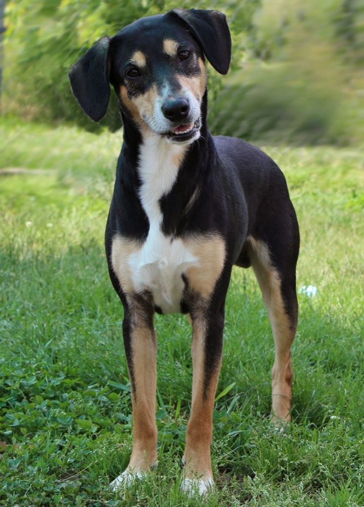 Sawyer, an adopted Hound Mix in Charles Town, WV_image-5