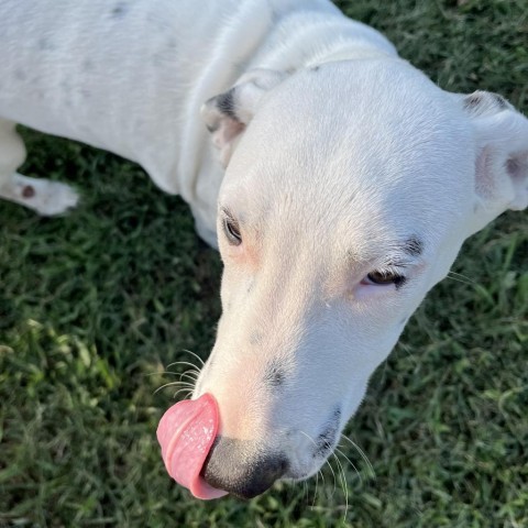 Lyric, an adoptable Dalmatian, Mixed Breed in Dallas, TX, 75201 | Photo Image 1